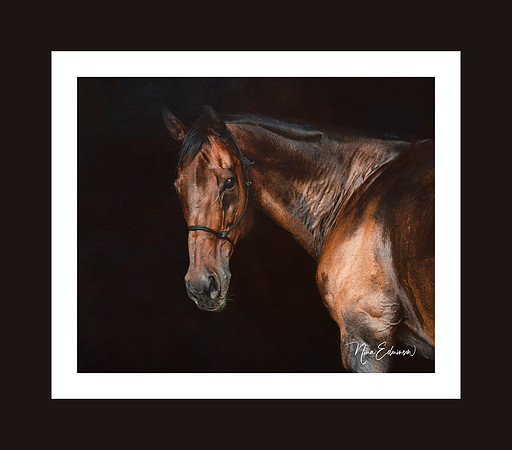 belinda horse detone