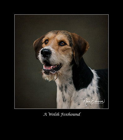 Welsh Foxhound