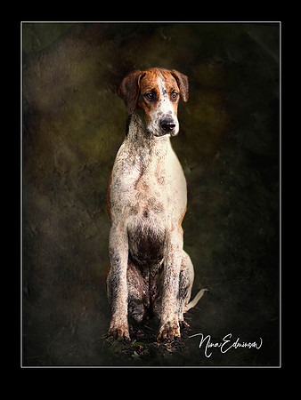 Young Hound