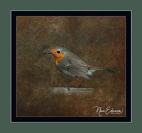 The Robin