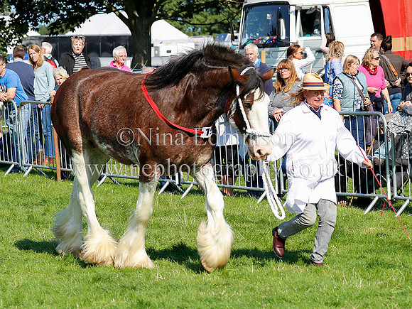 SSH1955