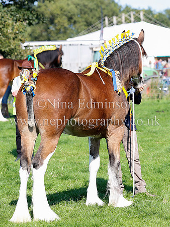 SSH1931